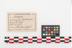 Etiketten zu Bronzebrillenfibel (NHMW-PRAE-024992)